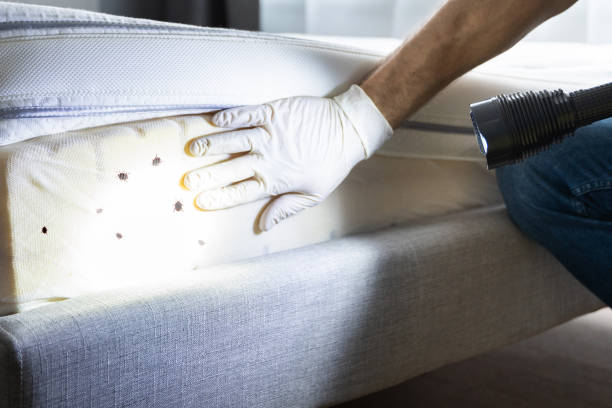 Best Pest Removal Services  in Sa Conejo, CA