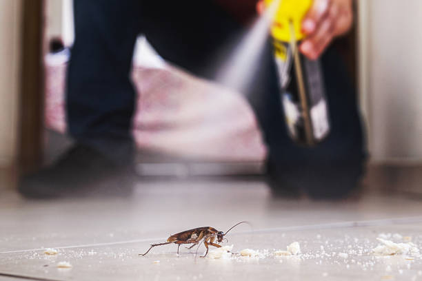 Insect Control in Casa Conejo, CA